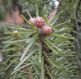 Abies recurvata