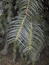 Cephalotaxus fortunei