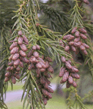 Cryptomeria japonica