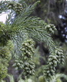 Cryptomeria japonica