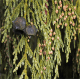 Cupressus nootkatensis