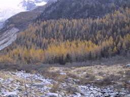 Larix decidua