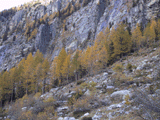 Larix decidua