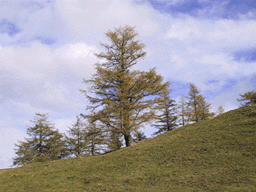 Larix decidua