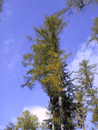 Larix decidua