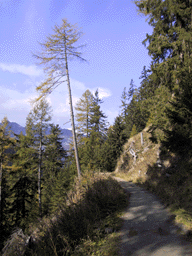 Larix decidua