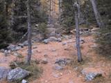 Larix decidua