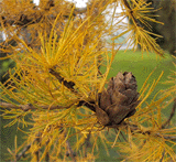 Larix gmelinii