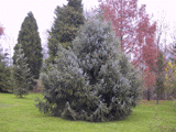 Picea brachytyla