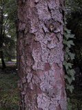 Picea glehnii