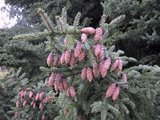 Picea mariana