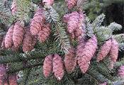 Picea mariana