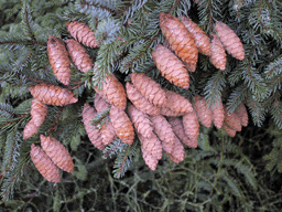 Picea mariana