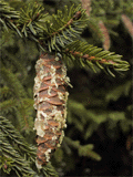 Picea orientalis
