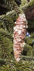 Picea orientalis
