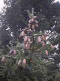 Picea wilsonii