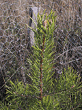 Pinus banksiana