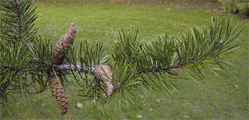 Pinus contorta