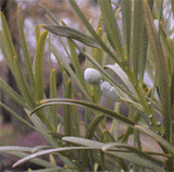 Podocarpus macrophyllus