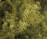 Podocarpus totara