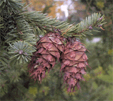 Pseudotsuga menziesii glauca