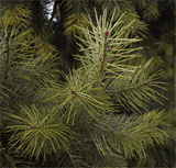 Pseudotsuga macrocarpa