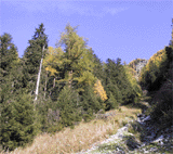 Larix decidua