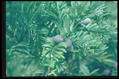 Cephalotaxus harringtonia koreana