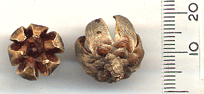 Actinostrobus pyramidalis