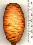 Cedrus libani brevifolia