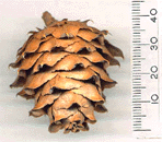 Cunninghamia lanceolata