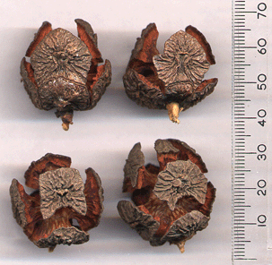 Cupressus macrocarpa