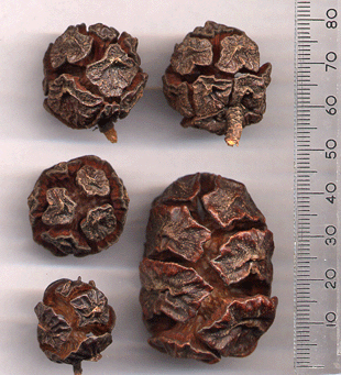 Cupressus macrocarpa