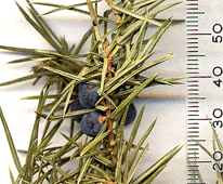 Juniperus communis communis