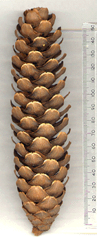 Keteleeria evelyniana