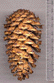 Pinus aristata