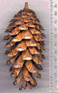 Pinus balfouriana austrina