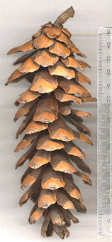 Pinus bhutanica