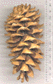 Pinus flexilis