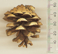 Pinus henryi