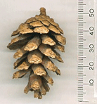 Pinus herrerae