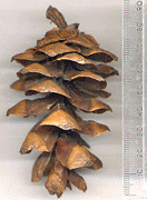 Pinus wangii kwangtungensis
