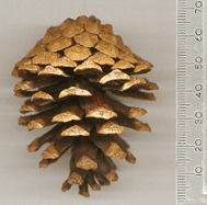 Pinus lawsonii