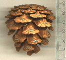 Pinus tabuliformis mukdensis