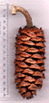 Pinus nelsonii