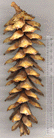 Pinus peuce
