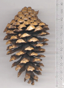 Pinus pringlei
