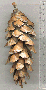Pinus dalatensis procera