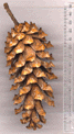 Pinus rzedowskii