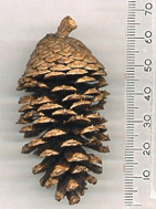 Pinus teocote